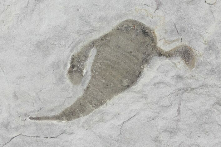 Eurypterus (Sea Scorpion) Fossil - New York #62802